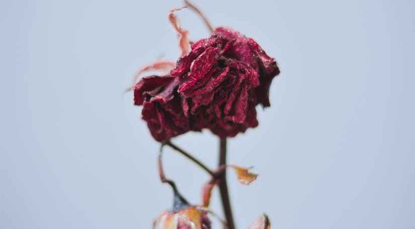 dried red flowers