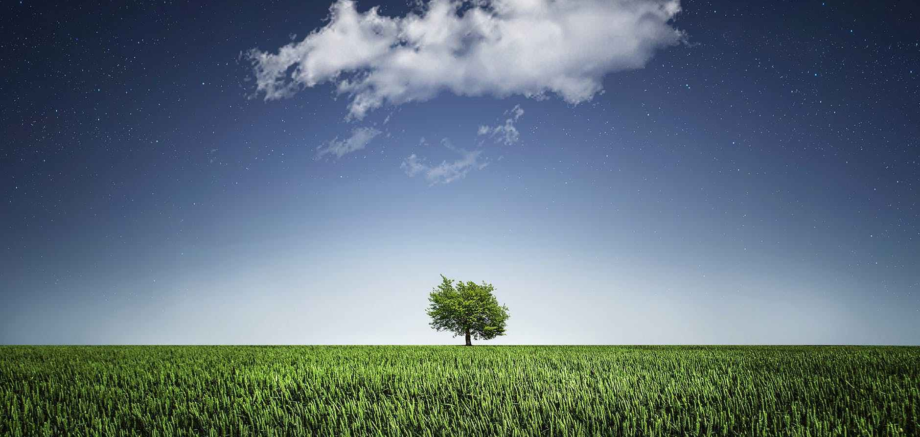 nature night field countryside