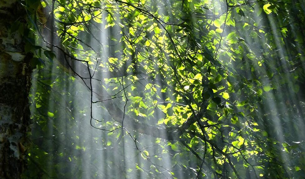 tree with brunch and green leaves during sunset