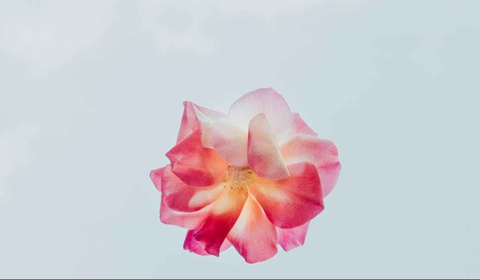 pink and white flower with white background
