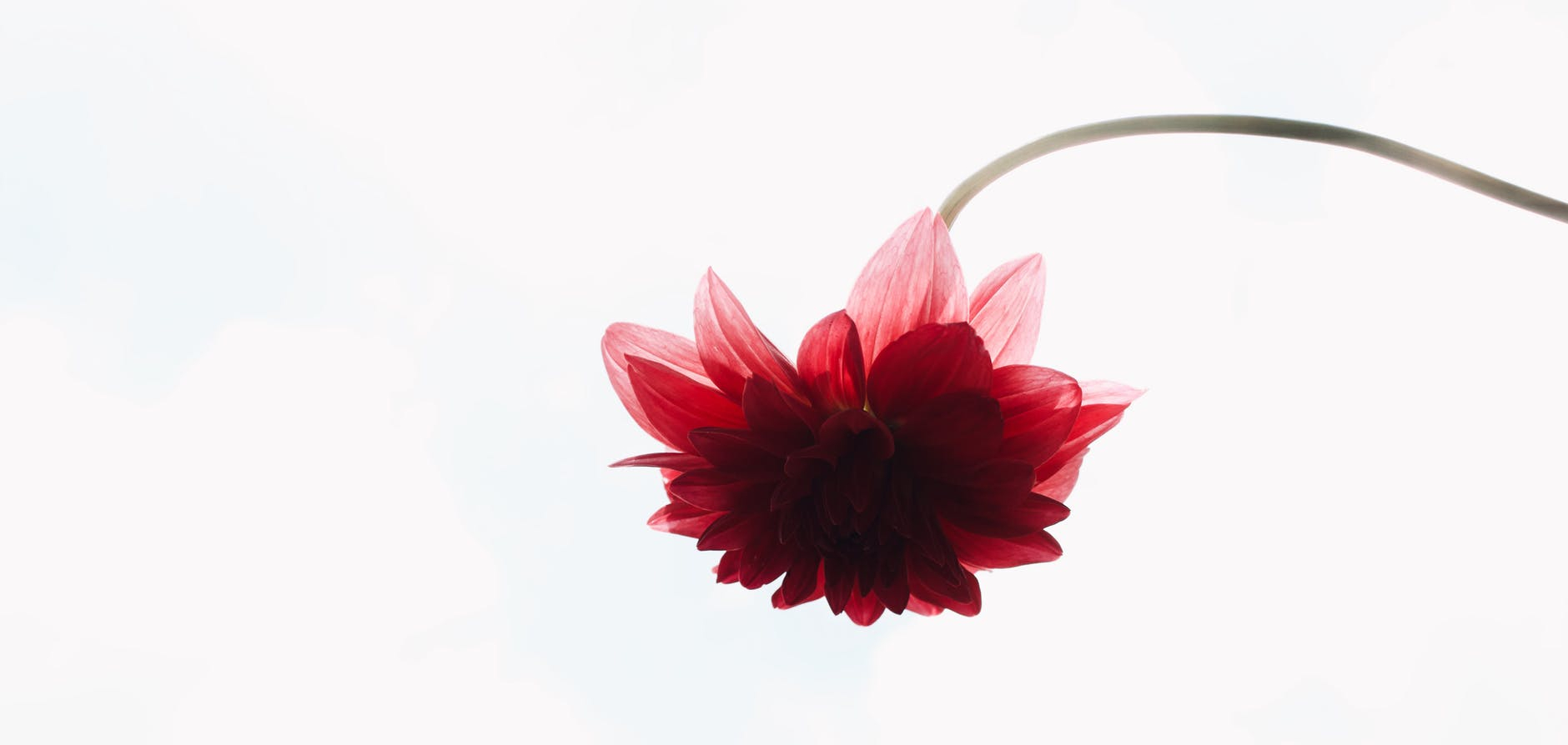 red flower illustration