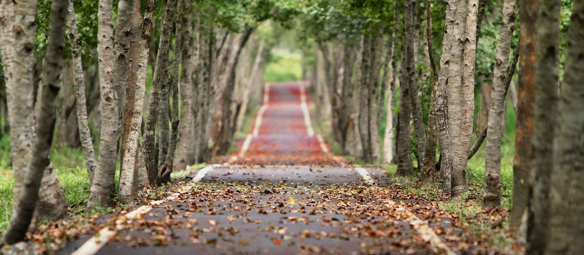 woodland-road-falling-leaf-natural-38537.jpeg